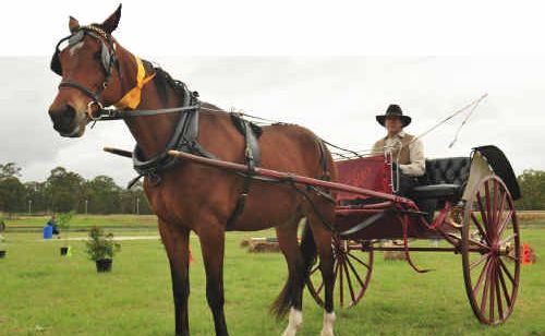 Peter Cordie with his horse Ricky harnessed up to a buggy at the Maryborough Harness and Saddle Pleasure Club’s Masters Games event on Saturday. Peter Cordie with his horse Ricky harnessed up to a buggy at the Maryborough Harness and Saddle Pleasure Club’s Masters Games event on Saturday.